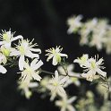 Clematis flammula